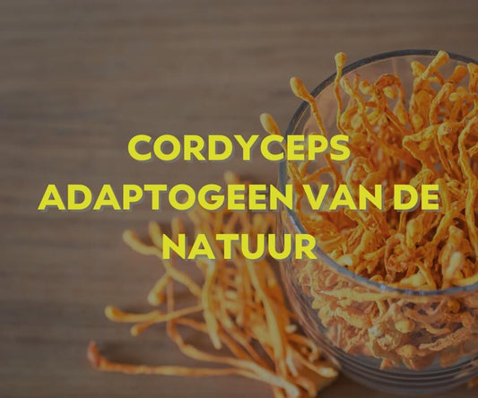 Cordyceps: Adaptogeen voor Energie, Focus en Weerstand - Oerjongens