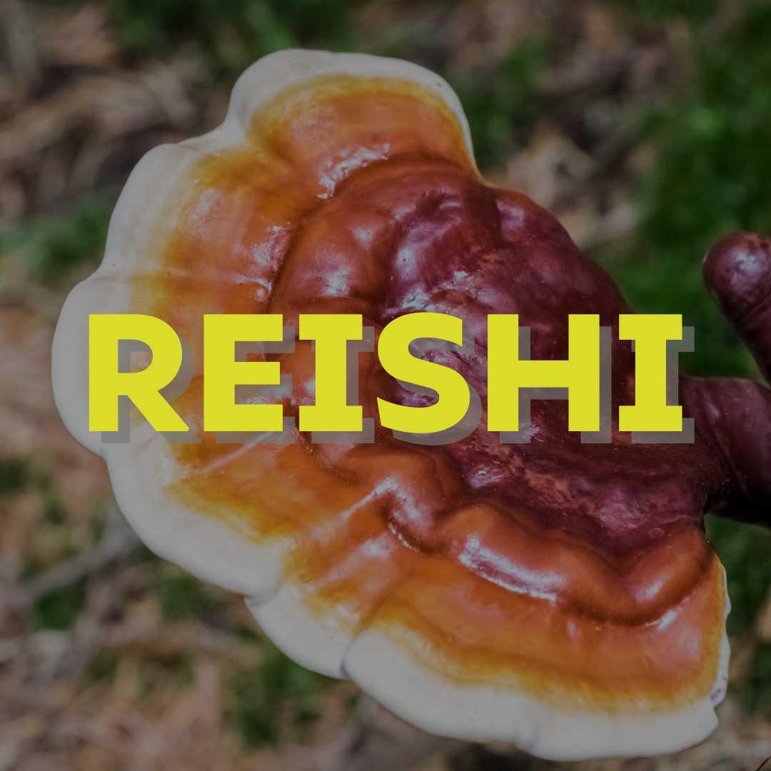 Medicinale paddenstoel - Reishi - Oerjongens -Foodsporen