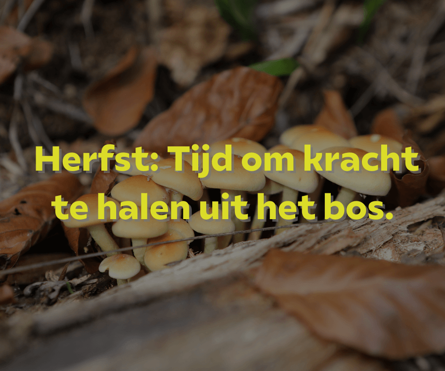 Herfstpaddenstoelen en kracht uit het bos