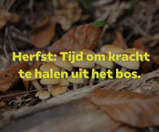Herfstpaddenstoelen en kracht uit het bos