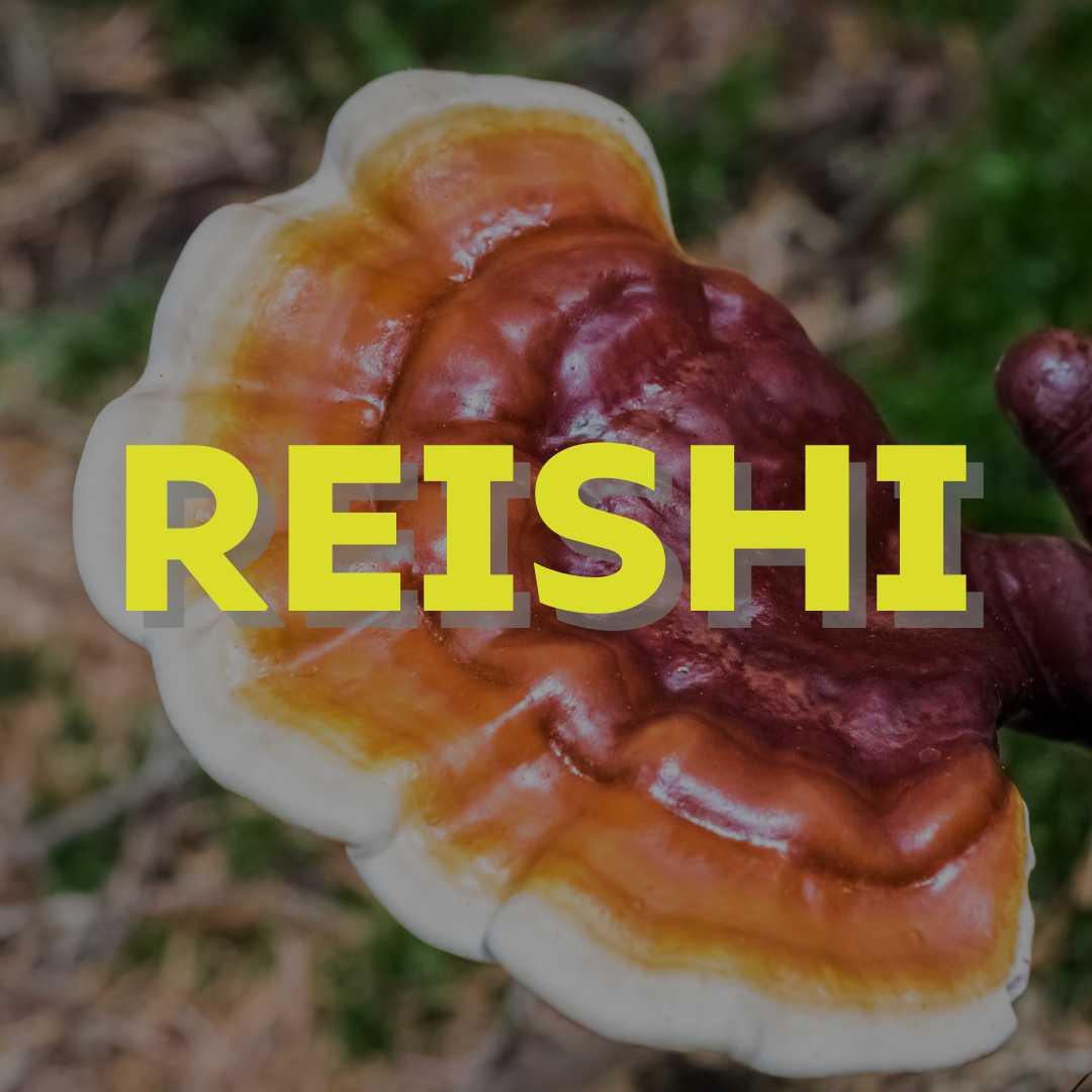 Reishi paddenstoel extract van Foodsporen