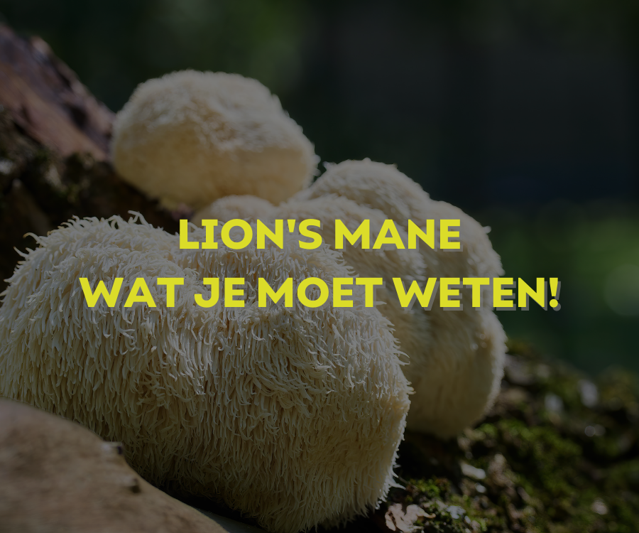 De Gezondheidsvoordelen van Lion's Mane: Wat Je Moet Weten