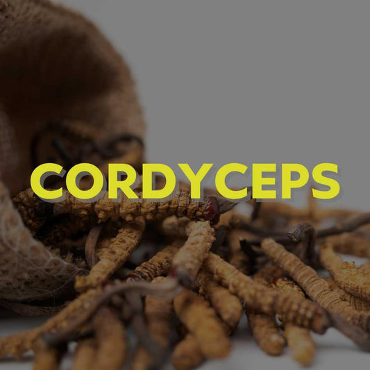 Medicinale paddenstoel - Cordyceps - Oerjongens - Foodsporen