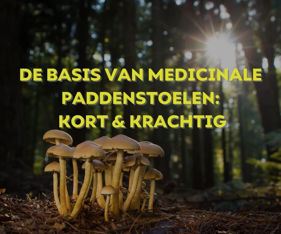 Medicinale paddenstoelen zoals reishi chaga en lion’s mane