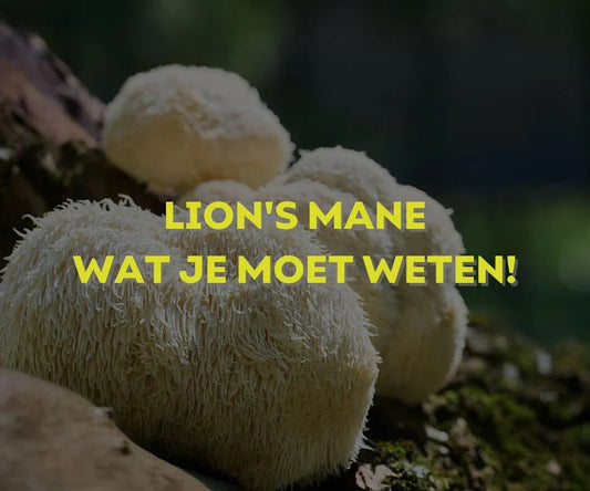 Lion’s Mane paddenstoel voor focus en hersengezondheid